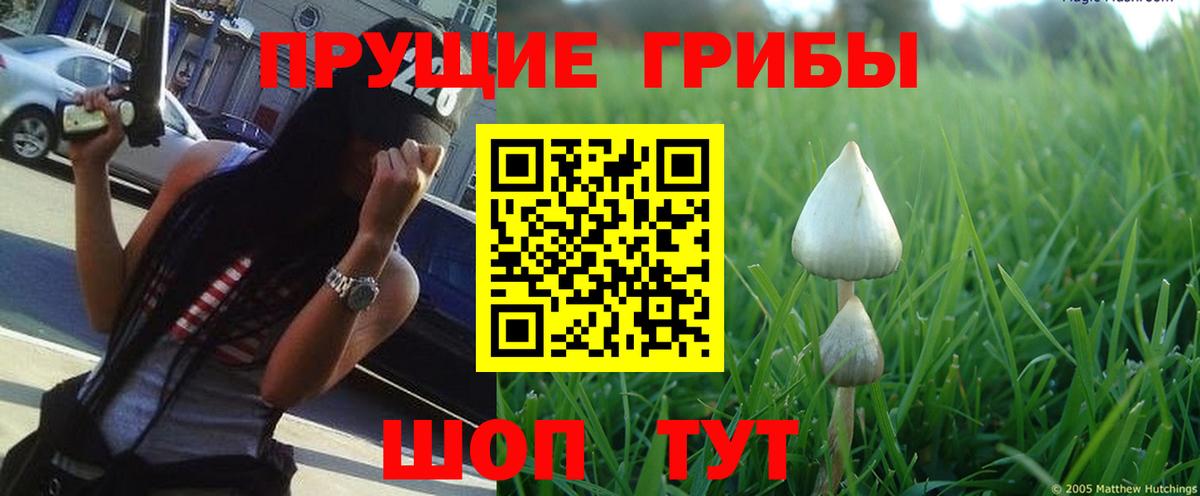 Псилоцибиновые грибы мицелий Ртищево